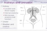 Kidneys and urination2
