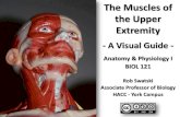 Muscles of the Upper Extremity Anatomy Atlas