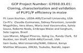 GRM 2013: Cloning, characterization and validation of PUP1/P efficiency in maize -- L Kochian