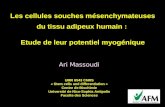 How fat stem cells could or not form muscle cells (French)