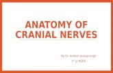 Anatomy of cranial nerves ani