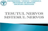 LP1.Sistem Nervos