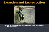 Urinary System Powerpoint Lecture