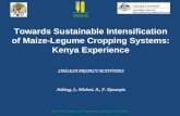 Towards sustainable intensification of Maize-Legume cropping systems: Kenya experience. John Achieng
