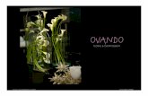 Ovando Holiday Floral Displays