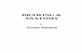 Drawing and Anatomy by Victor Perard