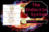 The Endocrine System Hormones Hormones!!!