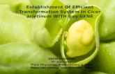 Establishment of efficient transformation system in cicer arietinum with gus gene