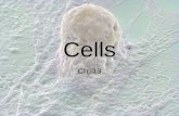 Cells 6th grade