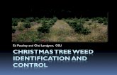 Christmas Tree Weed Identification and Control