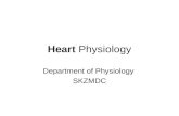 Heart physiology