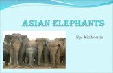 Kiahonna - Asian elephants