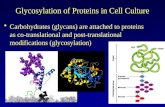 Lecture 7 glycosylation  in cell culture