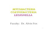 Mycobacteria Corynebacteria Legionella Faculty: Dr. Alvin Fox