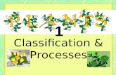 NEW STANDARDS 6th grade Plants1: classification & processes