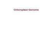 chloroplast genome