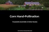 Hand-Pollinating Corn for Seed Saving