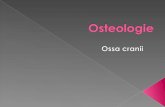 osteologie craniu