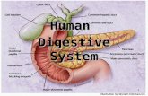 Human digestion teacher