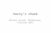 Harry’s shark