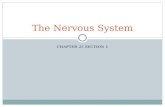 Nervous System Ch 25.1