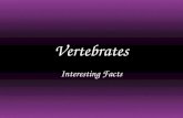 10 interesting facts vertebrates
