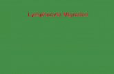 Lymphocyte Migration