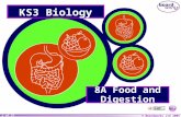 Year 8 Biology Topic Food and Digestion