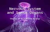 Holt Modern Biology Chapter 49 Nervous System and Sense Organ Vocab