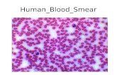1   human blood, smear