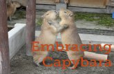 Embracing Capybara