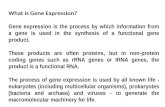 Gene expresion