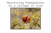 Slide Show   Pomegranate 5 16 08