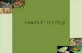ITC Project Toads and Frogs