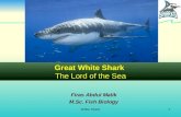 White shark 2012