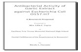Antibacterial Activity of Garlic Extract Against E. Coli
