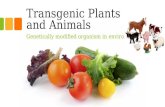 Transgenic Plants and Animals