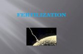 Fertilization notes