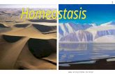 Powerpoint homeostasis
