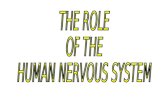 F:\Biology Form 5\Chp 3 Coordination And Response\3 2 The Role Of The Human Nervous System