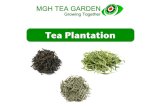 Presentation mgh tea garden