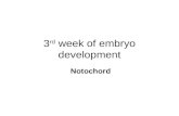3rd week of embryo development