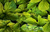Amphibians NYIT NYIT
