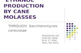 Ethanol production by cane molasses by saccharomyces  cerevisiae