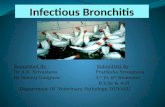 Infectious bronchitis in poultry