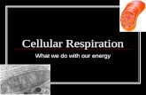 Cell respiration