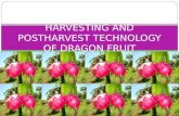 Harvesting and Post Harvest Technology of Dragon Fruit