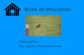 Birds Of Wisconsin by 3rd Graders