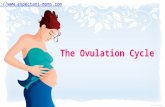 Facts About The Ovulation Cycle