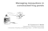 Managing mosquitoes in frog habitats